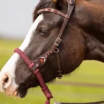 EDIX ED3 Brightstar, western hoofdstel (zonder bosal of bit)