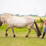 EDIX Refine lange teugels