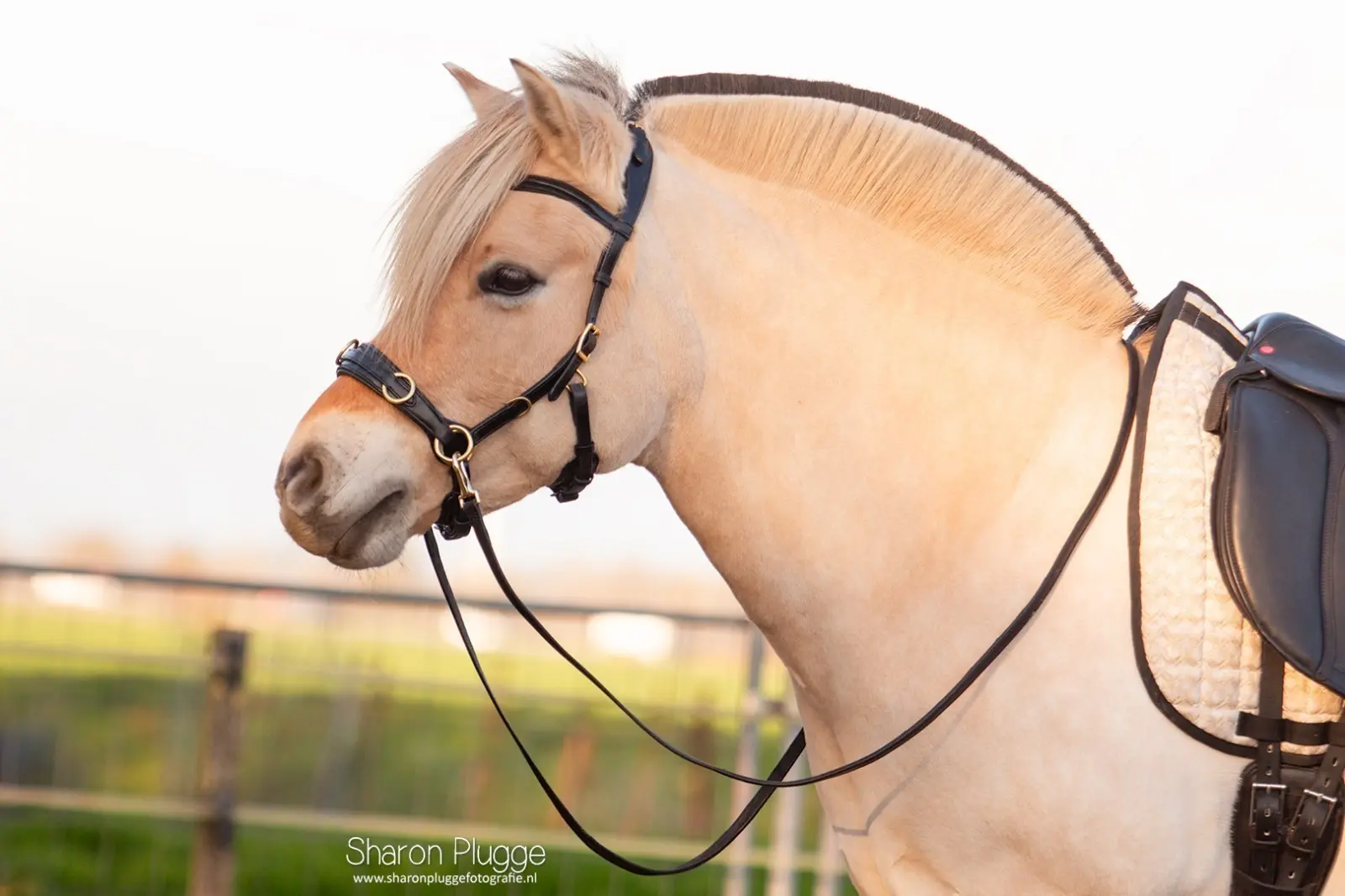 EDIX ED5, Cavesson PRO - Afbeelding 4