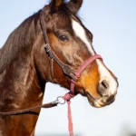 EDIX ED3 Rose, western hoofdstel (zonder bosal of bit)